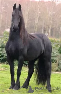 Photo №3. FRIESIEN HORSE NEEDS NEW HOME in France