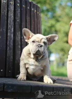 Additional photos: French Bulldog