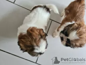 Photo №1. shih tzu - for sale in the city of Degerdal | 338$ | Announcement № 123491