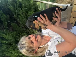 Additional photos: Airedale terrier pupies for sell