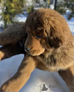 Photo №3. Tibetan mastiff puppies. Belarus