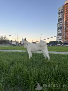 Photo №3. Akita Inu puppies. Belarus