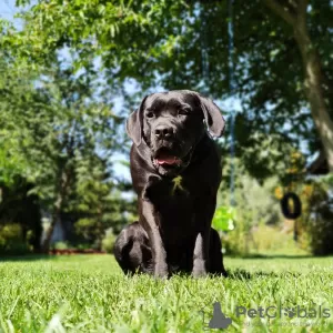 Photo №3. Cane Corso Italiano Puppies - litter annoucement. Poland