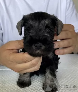 Additional photos: miniature schnauzer