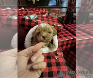 Photo №3. Shih-Poo Litter of Puppies. Australia