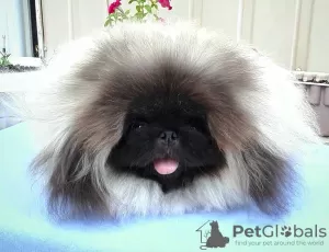 Photo №2 to announcement № 9211 for the sale of pekingese - buy in Ukraine breeder