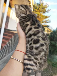 Photo №3. Bengal, bengal cat, kittens. Belarus