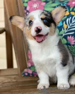 Photo №2 to announcement № 115801 for the sale of welsh corgi - buy in United States breeder