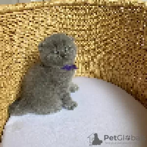 Photo №3. British Shorthair kittens for new homes.. Sweden