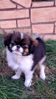 Photo №1. japanese chin - for sale in the city of Nowy Sącz | negotiated | Announcement № 120225