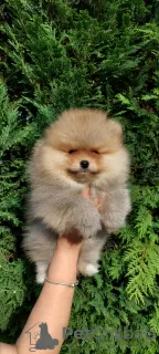 Additional photos: Pomeranian purebred BOO puppies