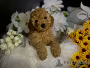 Additional photos: Red toy poodle puppies