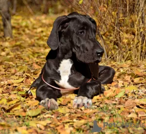 Additional photos: FolkDog Kennel