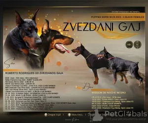 Photo №1. dobermann - for sale in the city of Belgrade | Is free | Announcement № 109198