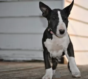 Photo №3. Healthy Bull Terrier puppies. Portugal