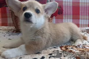 Photo №3. Welsh corgi puppies. Belarus