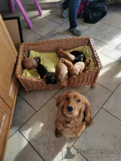 Photo №3. Beautiful Kc Reg Working Cocker Spaniel Puppies. Puerto Rico