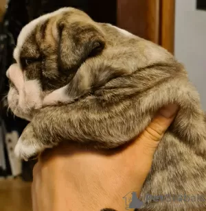 Photo №1. english bulldog - for sale in the city of Trzebiel | 3312$ | Announcement № 15214