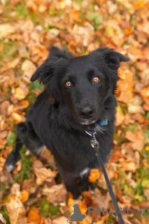 Photo №1. border collie - for sale in the city of Москва | Is free | Announcement № 8085