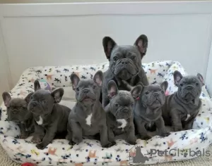 Photo №3. Solid Blue French Bulldog Puppies Available For Sale. Germany