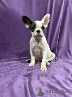 Additional photos: French bulldog puppies