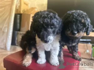 Photo №2 to announcement № 123461 for the sale of poodle (toy) - buy in Finland private announcement, breeder