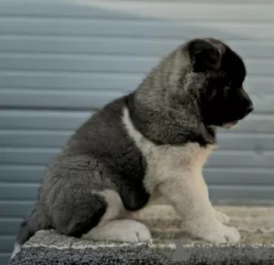 Additional photos: American Akita, puppies