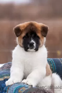 Additional photos: Puppy American Akita