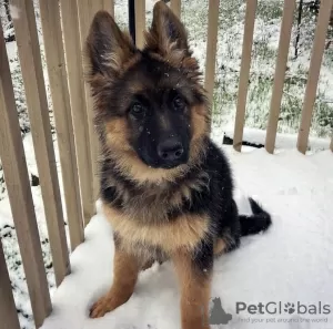 Photo №2 to announcement № 104947 for the sale of german shepherd - buy in United States private announcement, breeder