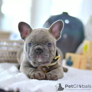 Photo №1. french bulldog - for sale in the city of Split | negotiated | Announcement № 101856