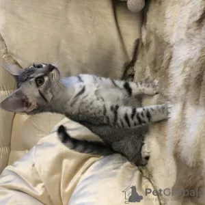 Additional photos: EGYPTIAN MAU KITTENS