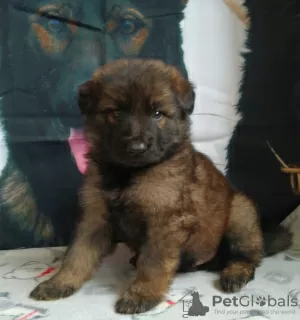 Additional photos: German Shepherd puppies