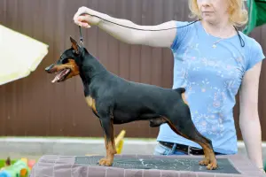 Photo №4. Mating miniature pinscher in Belarus. Announcement № 3786