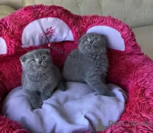 Photo №1. scottish fold - for sale in the city of Berlin | negotiated | Announcement № 128808