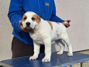 Additional photos: Central Asian Shepherd puppies