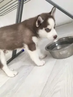 Additional photos: Adorable Husky boys are waiting for loving, responsible parents.