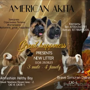 Photo №3. Gorgeous American Akita puppies. Kazakhstan