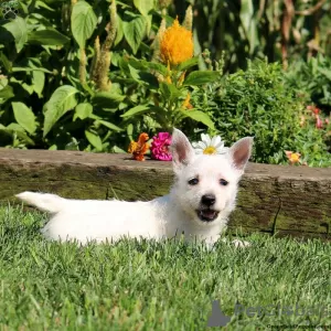 Photo №2 to announcement № 44769 for the sale of west highland white terrier - buy in Germany 