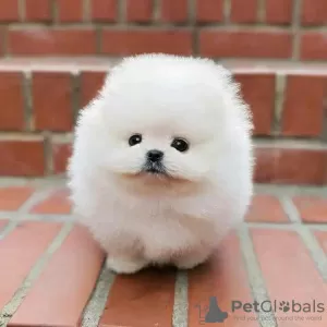 Photo №2 to announcement № 115145 for the sale of pomeranian - buy in Russian Federation private announcement