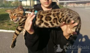 Photo №1. bengal cat - for sale in the city of Kazan | 613$ | Announcement № 10587