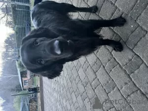 Additional photos: flat coated retriever puppies