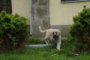 Additional photos: Spanish mastiff puppies