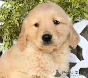 Photo №2 to announcement № 103932 for the sale of golden retriever - buy in Cyprus from the shelter