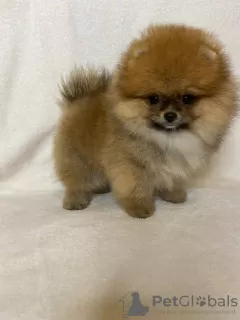 Photo №2 to announcement № 110353 for the sale of pomeranian - buy in Germany 