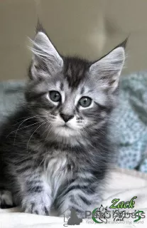 Photo №3. Maine Coon boy of gorgeous color. Russian Federation