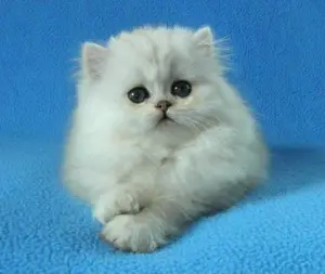 Photo №1. persian cat - for sale in the city of Moscow | 242$ | Announcement № 986