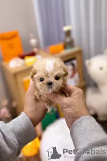 Photo №3. tiny Maltipoo. United States