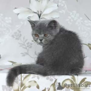 Photo №4. I will sell british shorthair in the city of Samara. from nursery - price - 203$