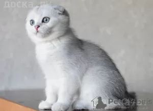 Photo №1. scottish fold - for sale in the city of Boat | 1065$ | Announcement № 13432