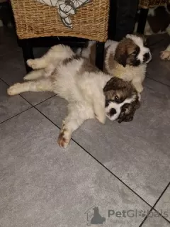 Photo №3. St Bernard puppies for sale. Germany